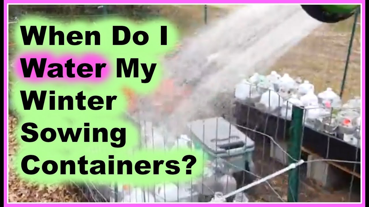 When Do I Water My Winter Sowing Containers? 4 Signs To Look For, 3 Ways To Water