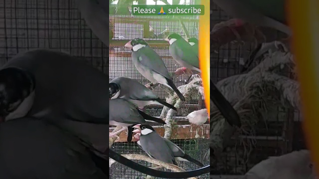 Creating the Perfect Colony Breeding Setup for Java Finches 🐦🏡 | | YouTube Shorts