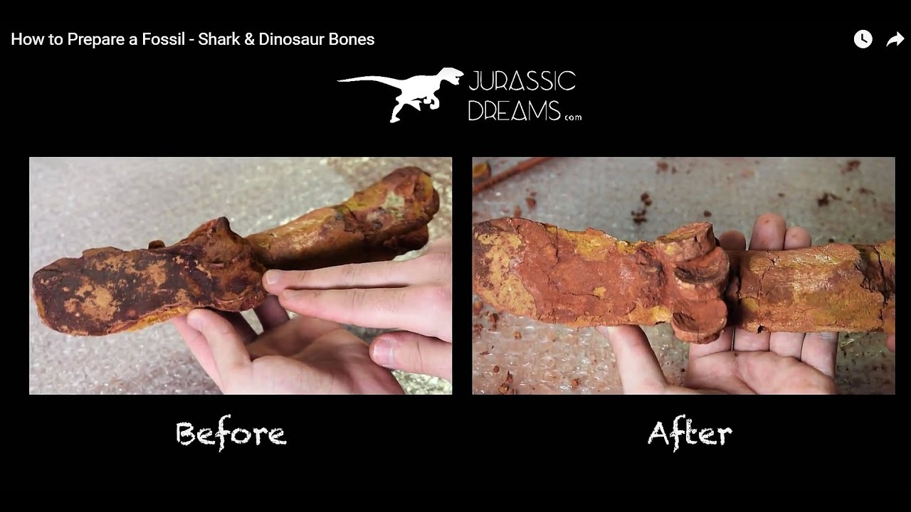 How to Prepare a Fossil - Shark & Dinosaur Bones