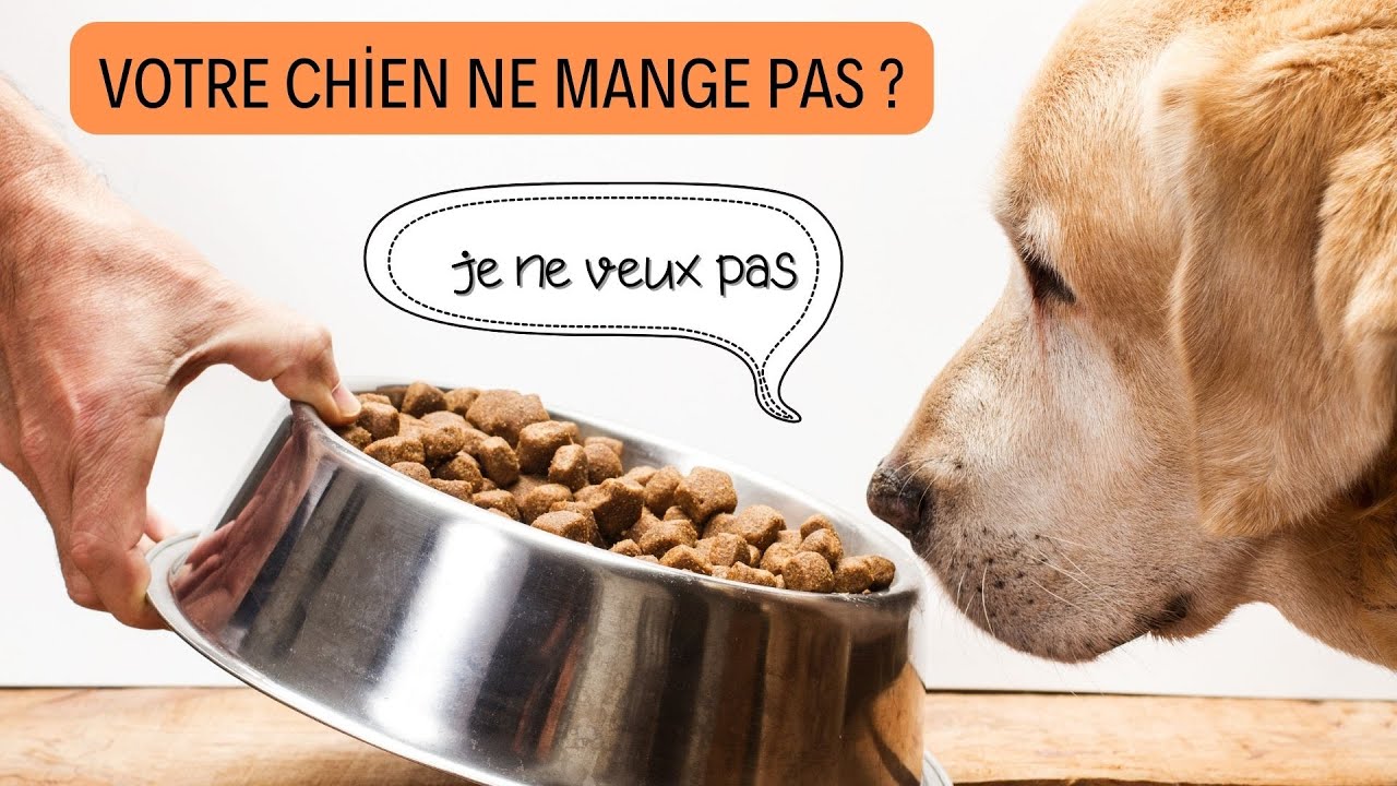 Mon chien ne mange pas, que dois-je faire ? Chien qui ne mange pas !