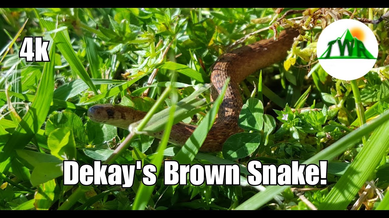 The Dekay's Brown Snake...NOT A Baby Copperhead!