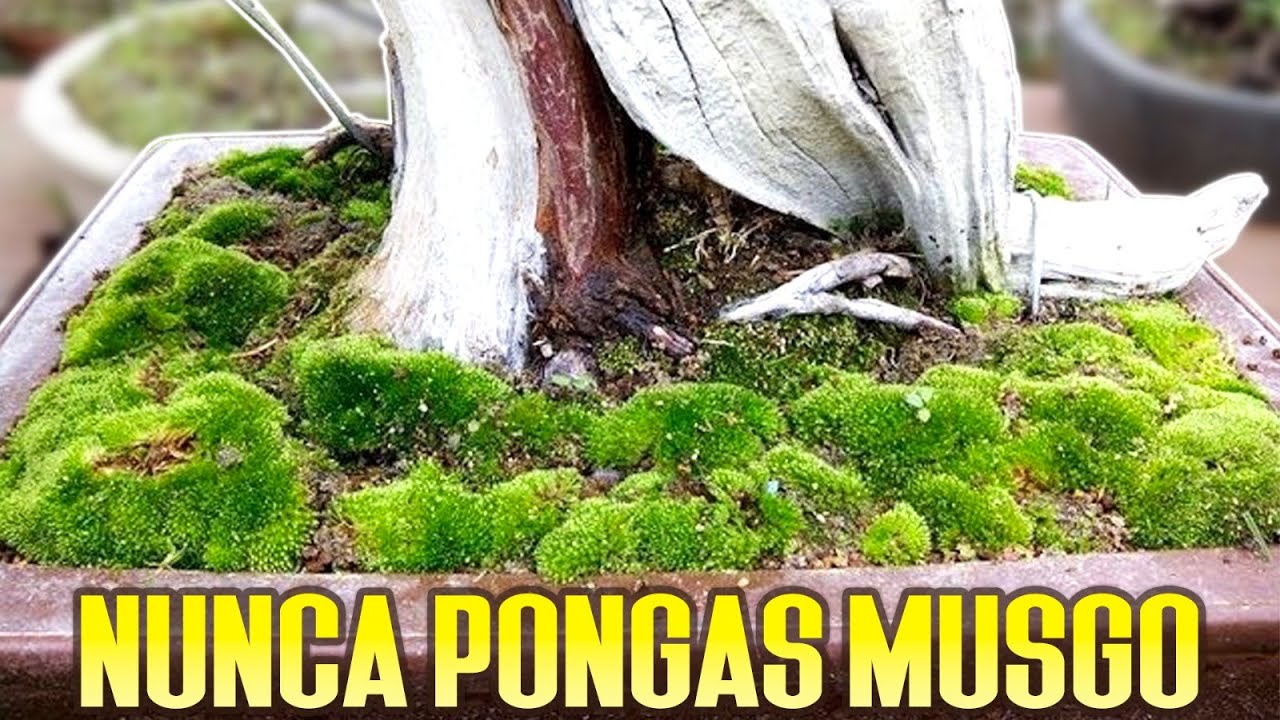 NUNCA pongas musgo a tu bonsai