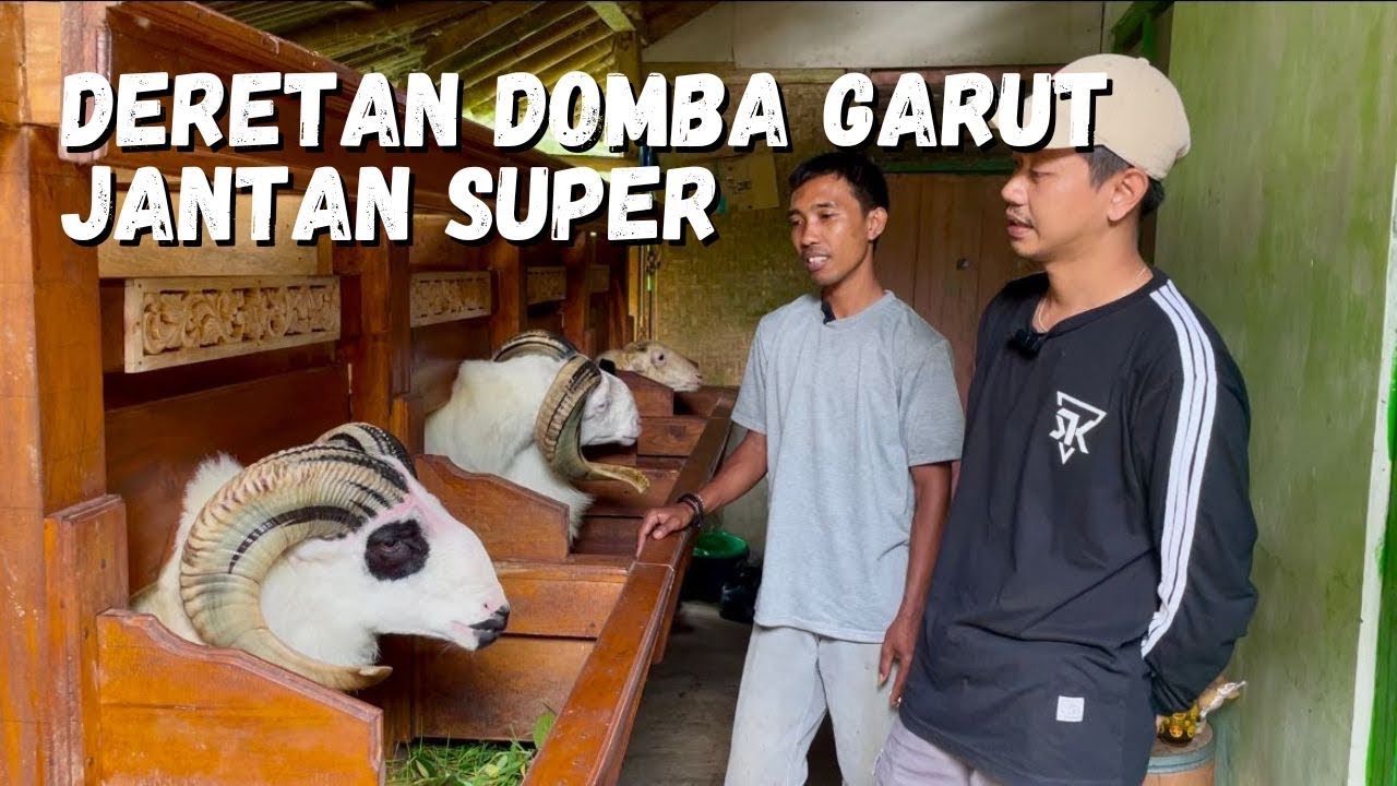 REVIEW DOMBA GARUT JANTAN SUPER SERTA TIPS UNTUK PERAWATAN DOMBA GARUT K0NTES