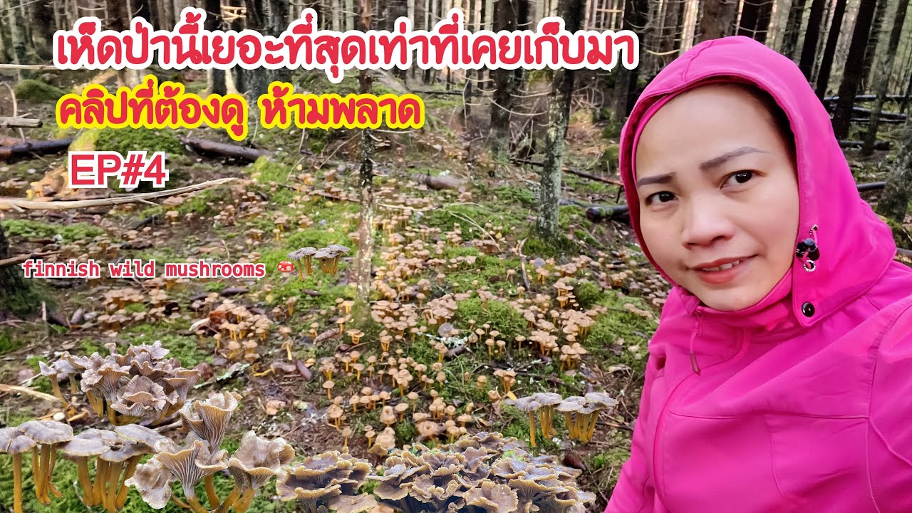 🍄🍄EP#4 เห็ดดำป่านี้เยอะที่สุดเท่าที่เคยเก็บมา คอเห็ดห้ามพลาดบอกเลย ฟินสุด #mushrooms #เก็บเห็ด