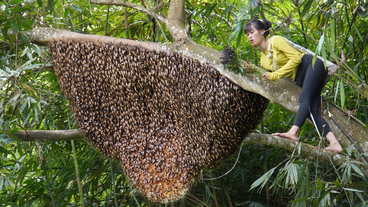 Harvest Beehive and Honey by Brave Girl - Are billions of bees scary? Giant Wild Honey Hunt