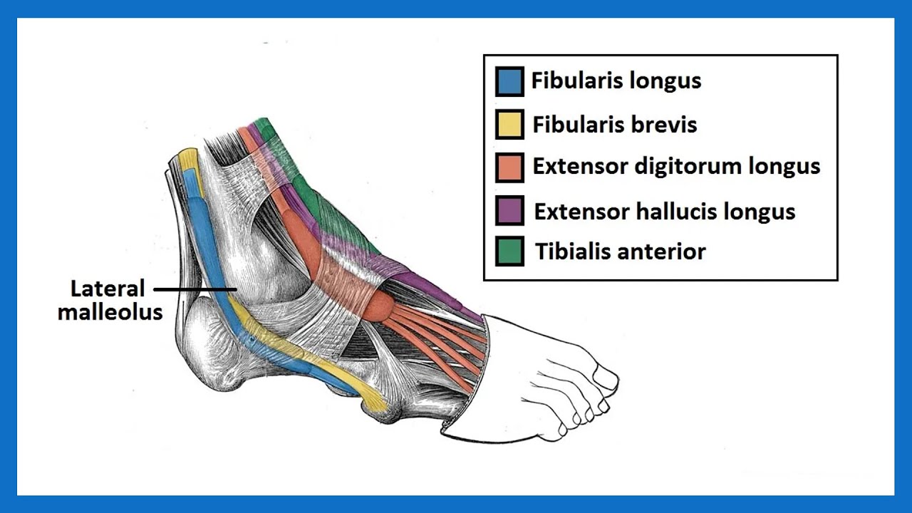 Bacağın anterior ve lateral kompartmanlarında bulunan kaslar