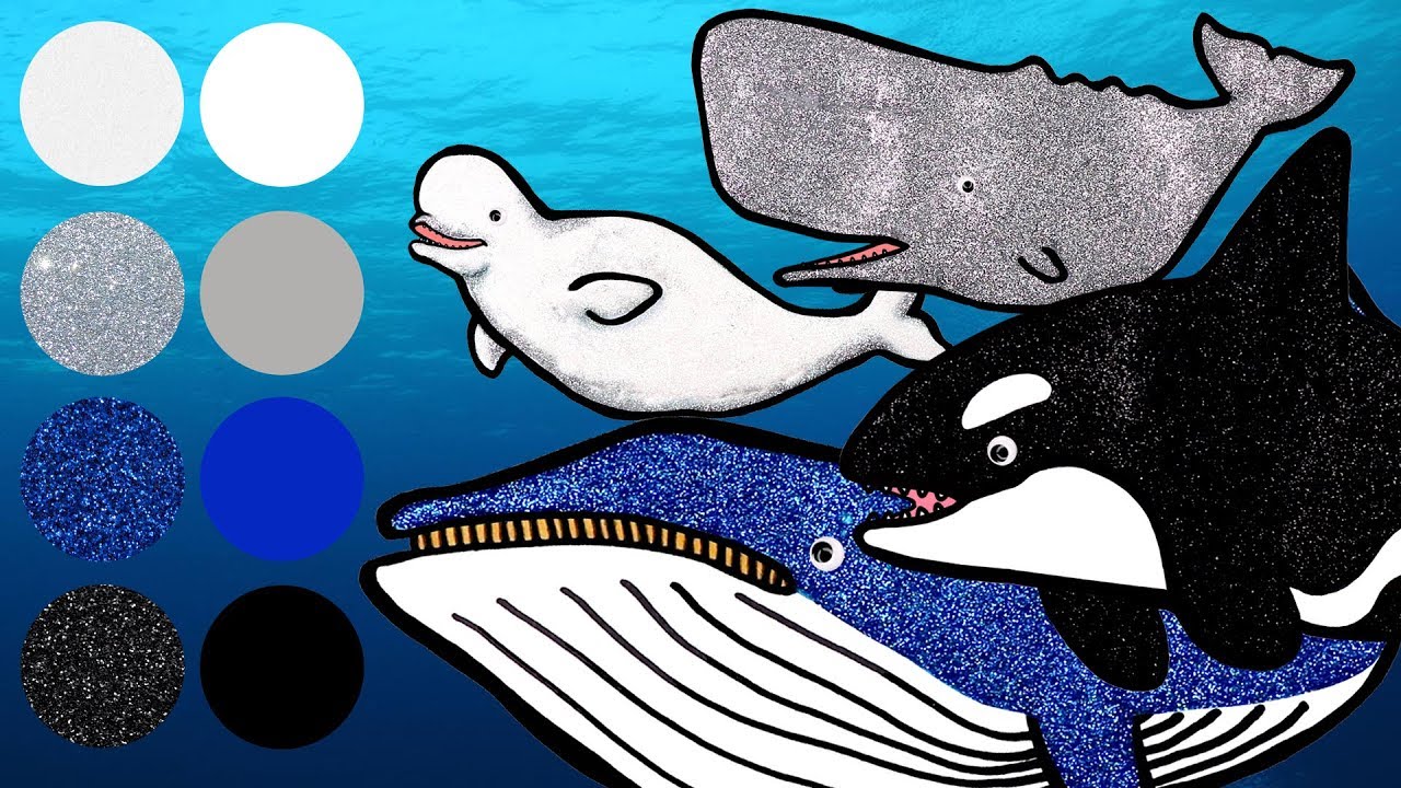 Best Whale Awards | Learn Amazing Facts about Whales!