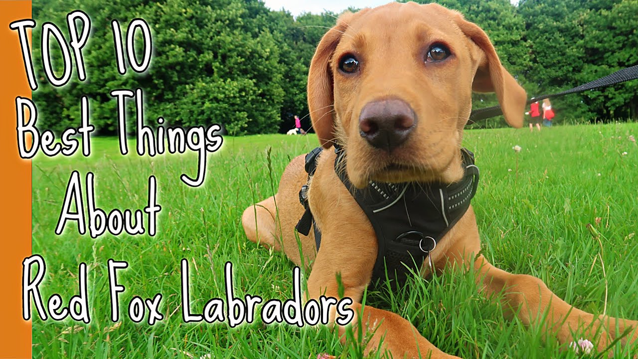 🐕Top 10 Best Things About Red Fox Labrador Puppies 🐾