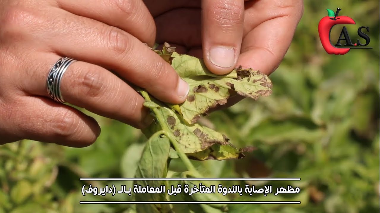 الندوة المتأخرة في البطاطس وطرق الوقاية والعلاج