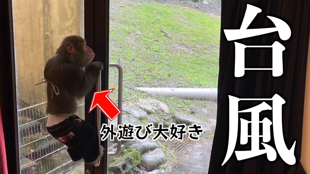 外が暴風雨の日のお猿さんとの過ごし方【猿飼いの日常】