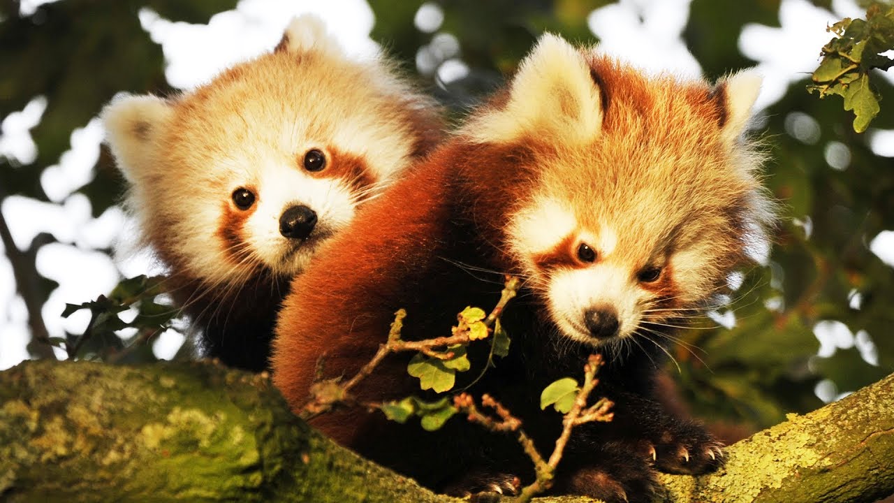 Ça va pas ? Regarde ce bébé panda roux - ZAPPING SAUVAGE