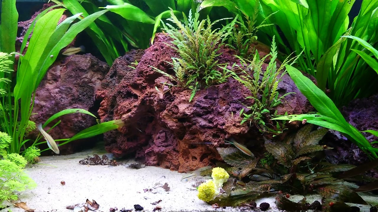 Xiphophorus Helleri. Location Calderon River, Jalisco - Mexico. Relaxing peaceful aquarium.