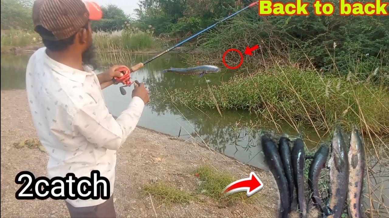 New Snakehead fishing videos back to back attack #liveattacksnakehead #backtobackfishing #murrelfish