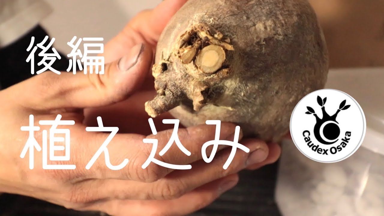 【発根管理】初のベアルート株を購入‼︎ 切り口を乾燥させて植え付けまで。【グラキリス】