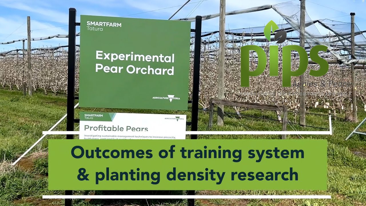 Rootstocks and systems: outcomes of pear systems trials