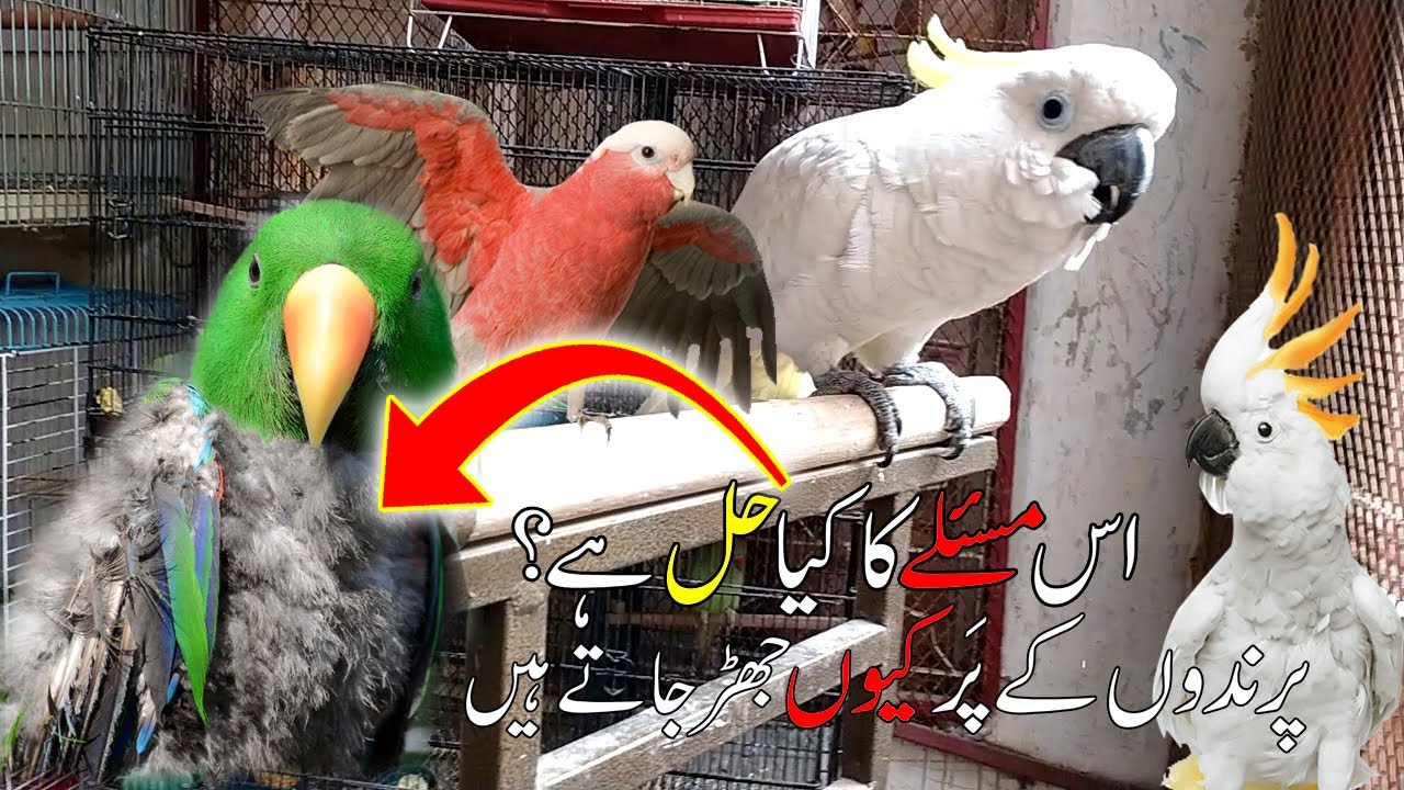 POLYOMAVIRUS (FRENCH MOLT) PARROTS KA KIA TREATMENT HAI? | URDU / HINDI | PBI OFFICIAL