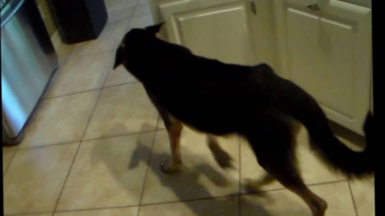 Degenerative Myelopathy: It's daily effects: 001