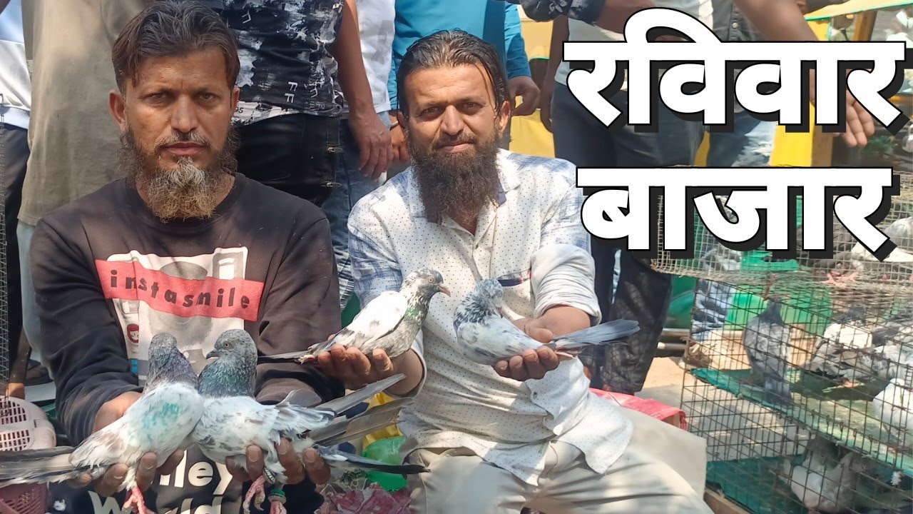 ahmedabad sunday market kabutar | टोंक के बाजरे, सहारनपुरी कबुतर आए | Kabutar Bazaar Price