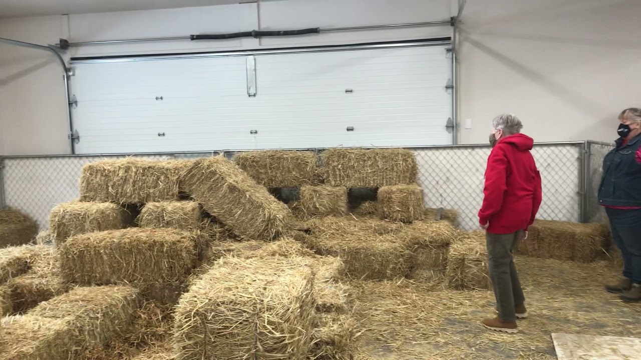 Barn Hunt Trial - Masters level
