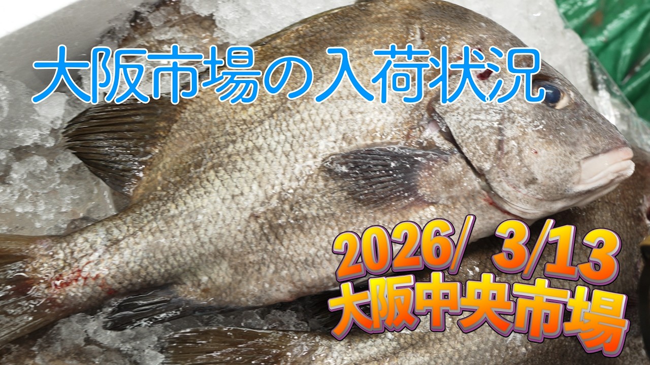 【中央市場】「常連魚に珍魚も！　冬と春の魚が入り混じり魚種豊富な入荷状況」Today’s Recommended Picks at the Central Wholesale Market