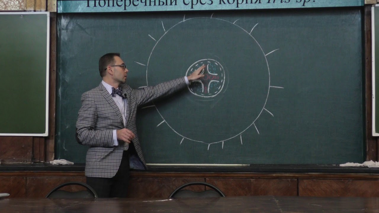 Зернов А. С. - Высшие растения - 8. Строение, заложение корня