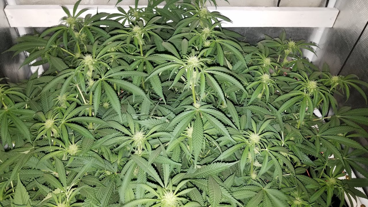 Sub Irrigated Planter (SIP) Grow - The Stack Is On -