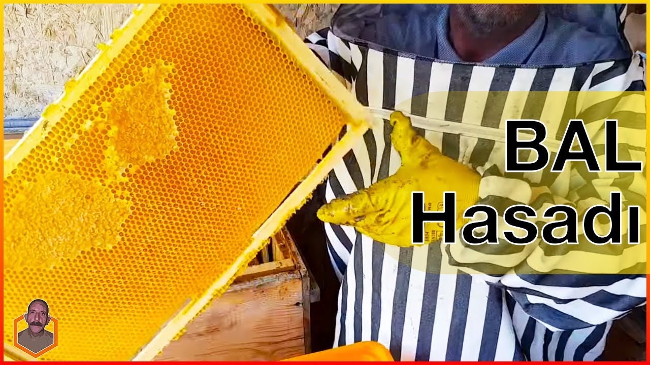 Ankara'da Bal Hasadı ･ (Teknik Arıcı Hasan Bal) #8