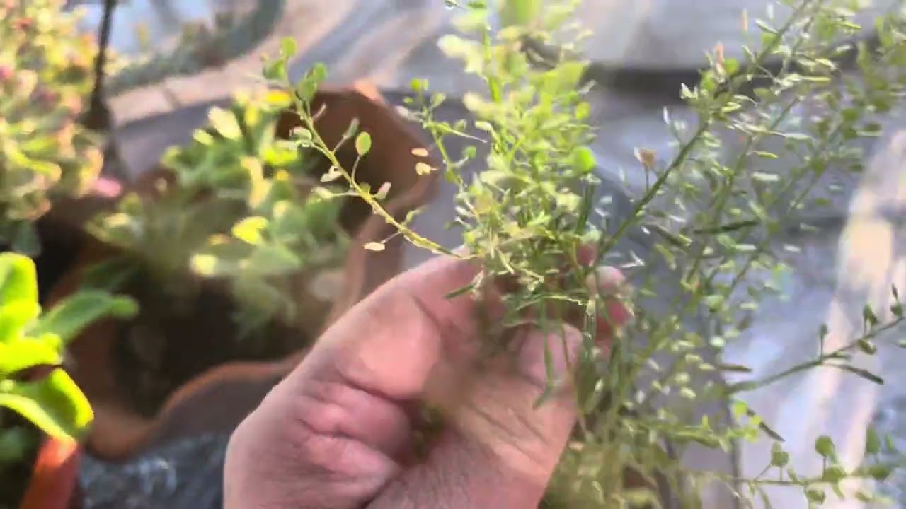 Mastuerzo para la columna y los huesos