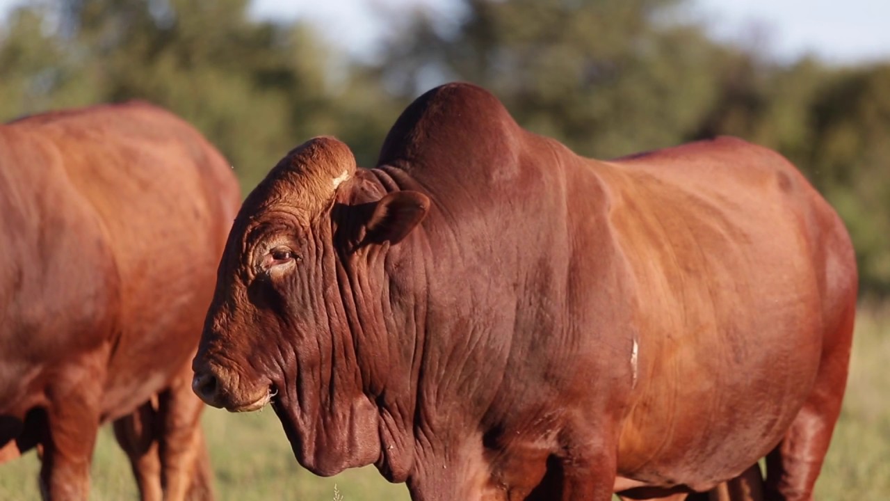 Afrikaner Cattle Beef