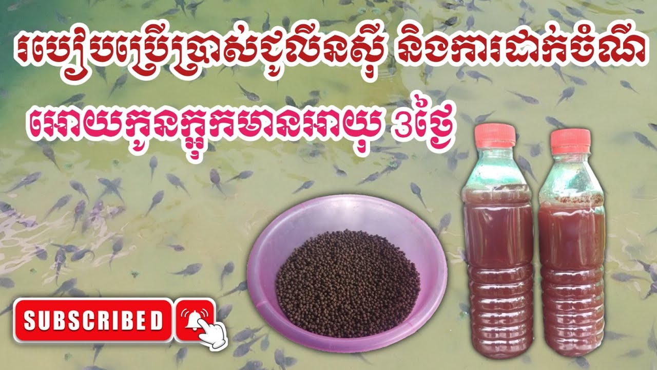 ការប្រើប្រាស់ជូលីនសុីនិងដាក់ចំណីអោយកូនក្អុកមានអាយុ3ថ្ងៃ|By Rean Free-ហ្រ្វី[Part07]