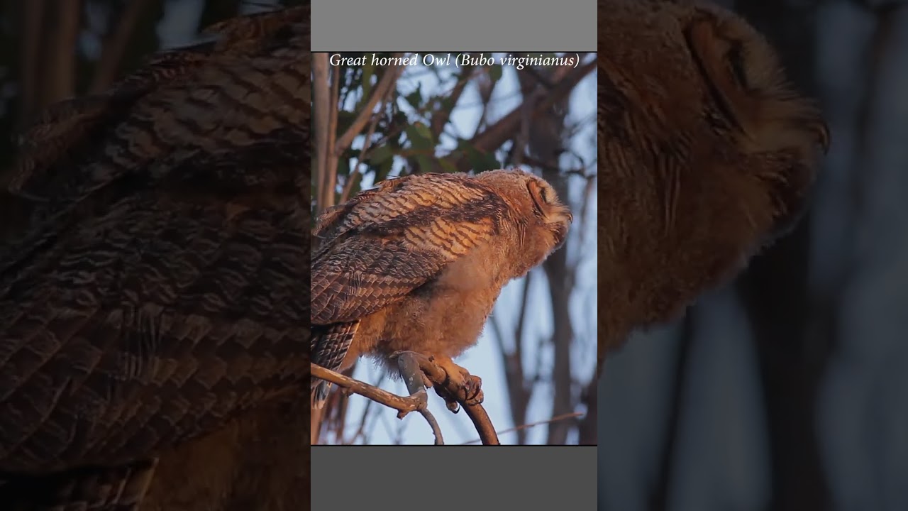 Great horned owl fledgling waits for its parent to return to feed it 