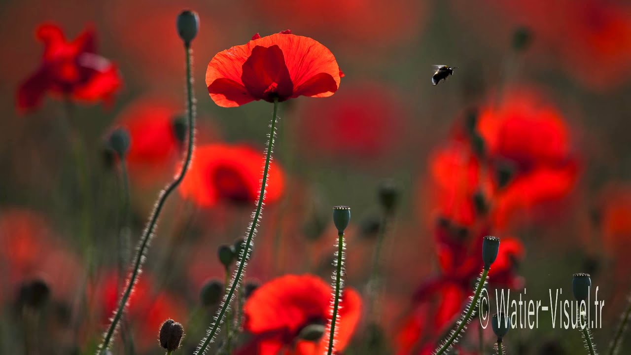 Diaporama sur les fleurs et plantes fleuries