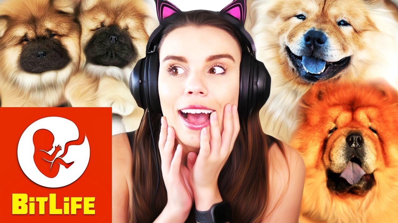 BUYING ALL THE CHOW CHOWS IN THE GAME!... Bitlife