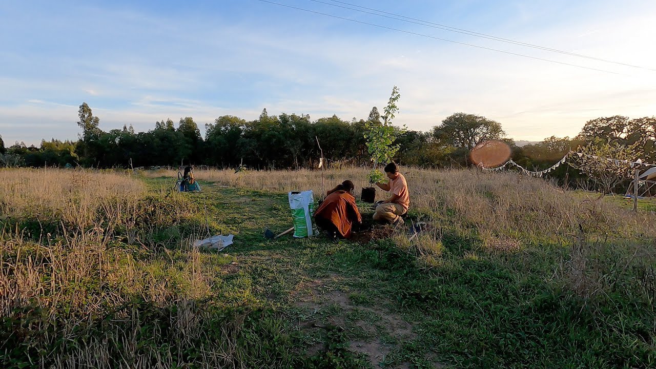 Turning our meadow into a forest garden – Rural Portugal Homestead ep.14