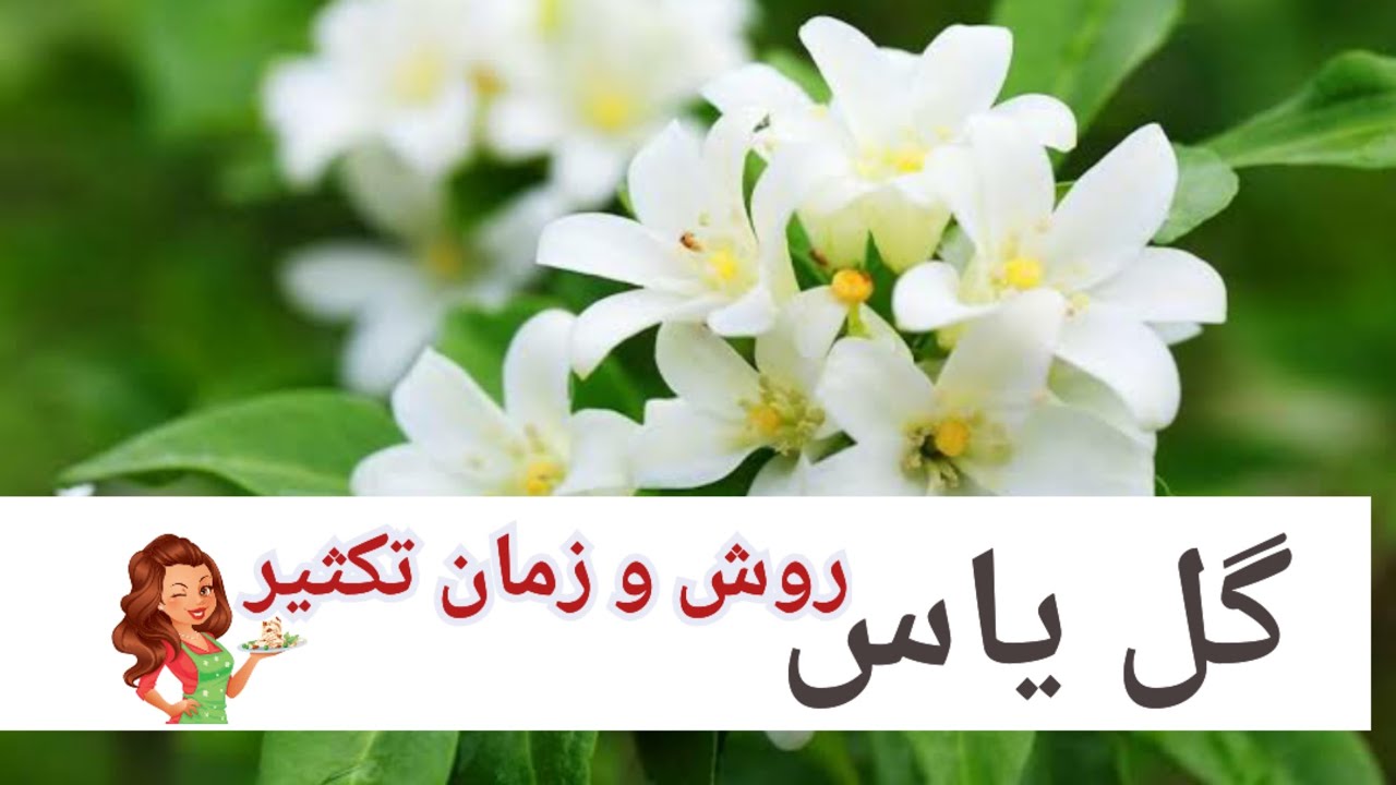 گل یاس | روش تکثیر و زمان تکثیر گل یاس | when and how to propagate jasmine flower