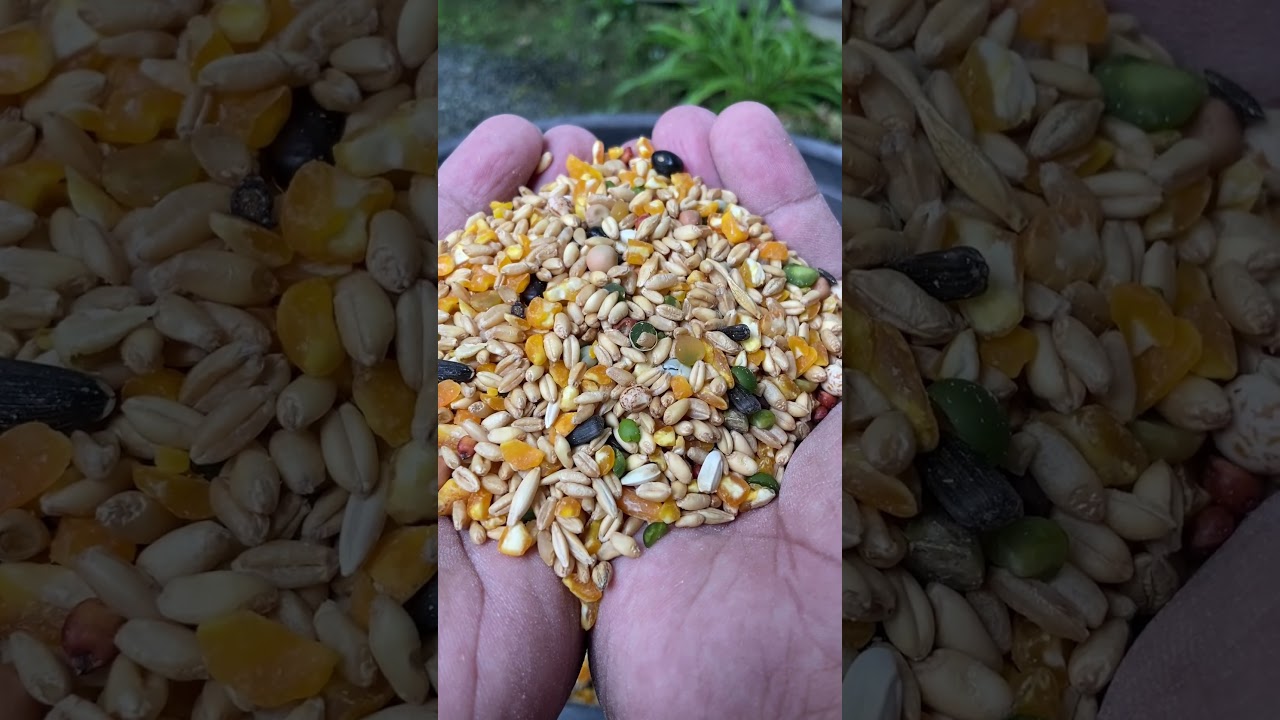 MAINTENANCE PATUKA! GMP3 + GRAINS! BACKYARD LEVEL!