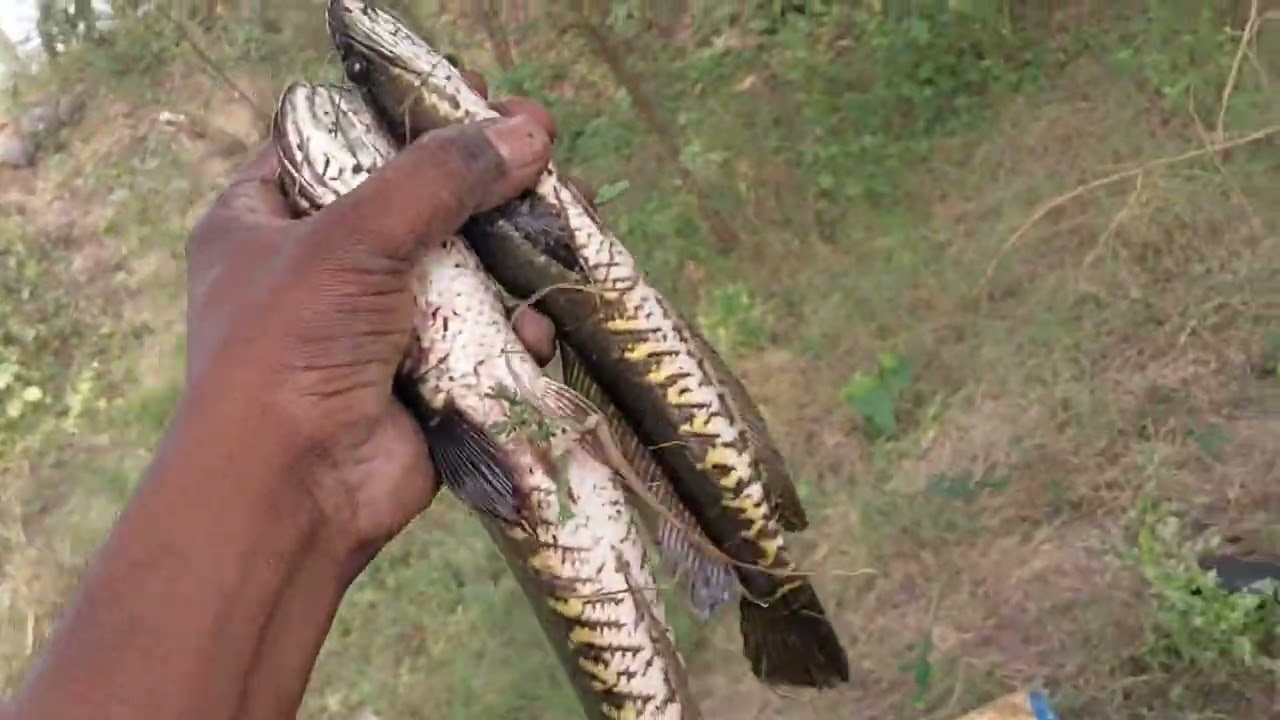 விரால் மீன் வேட்டை#fishing#villagerlifestyl#viral#fish#todaytrending#tendi#funny#comedy#மீன்பிடிப்பு