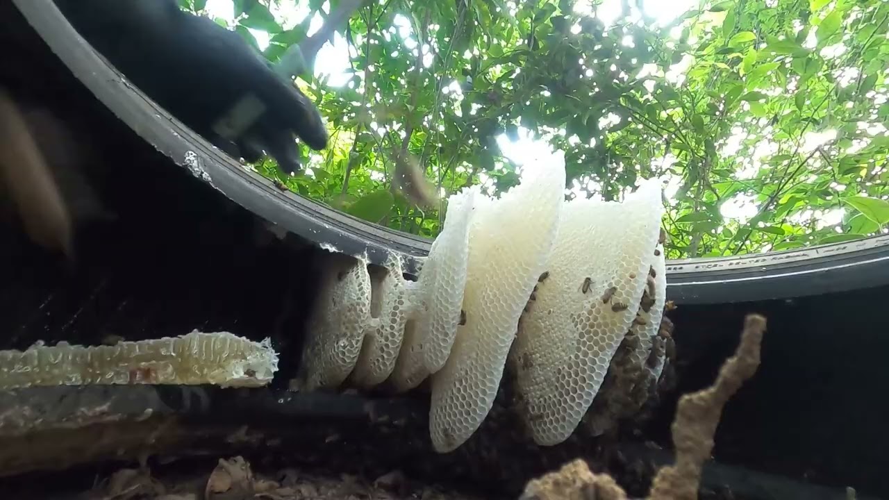 ผึ้งป่าผึ้งดินผึ้งโพรง Honey Hunt Season🐝์Numkiwbard คนหาผึ้งดิน BeeHoney Hunt 2026