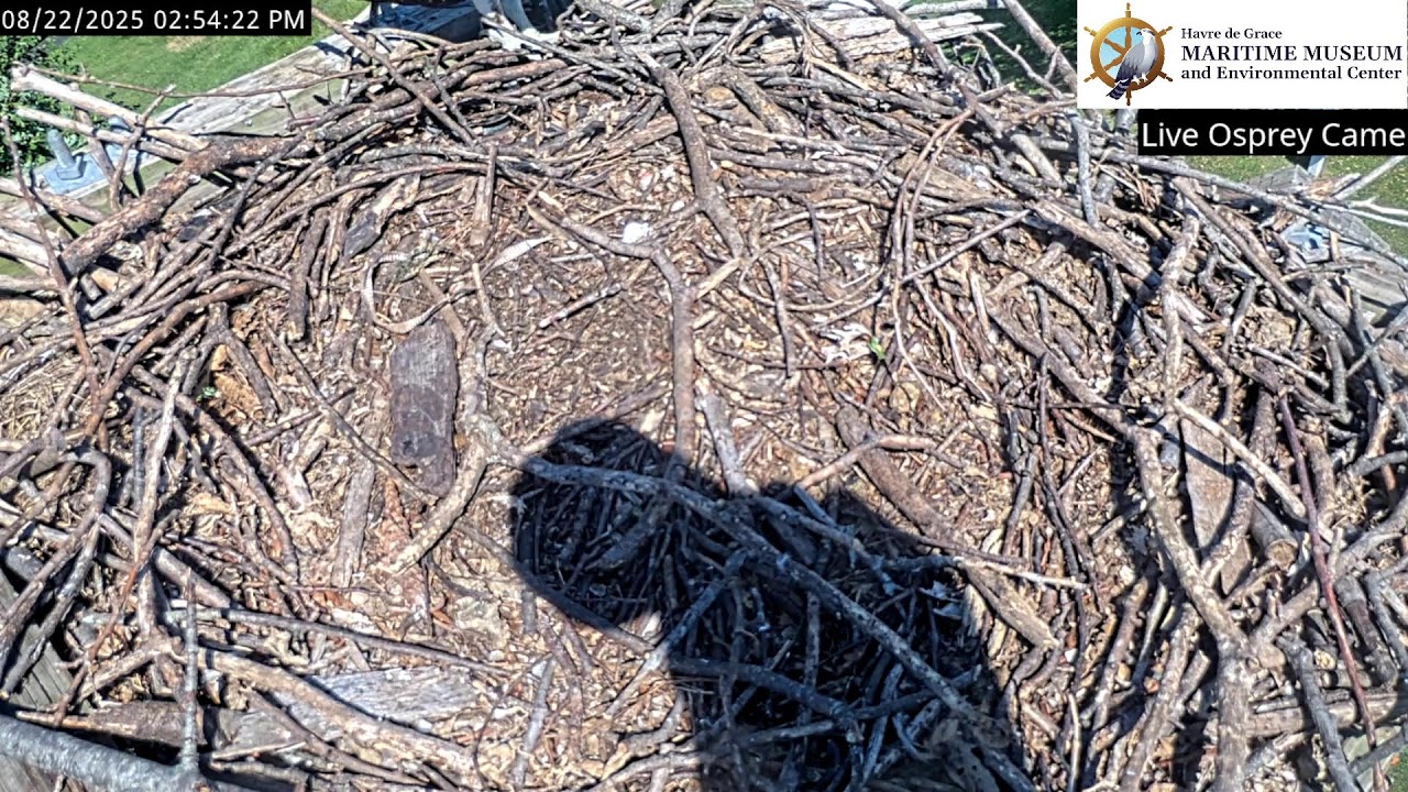 Havre de Grace Maritime Museum Live Osprey Camera