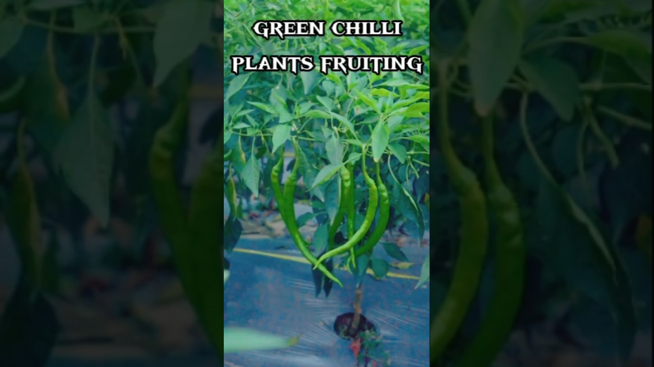 green chilli plants fruiting🤠🤩 #ytshorts #shorts&lrm; @farmya @gardinerbrothers &lrm;@epicgardening