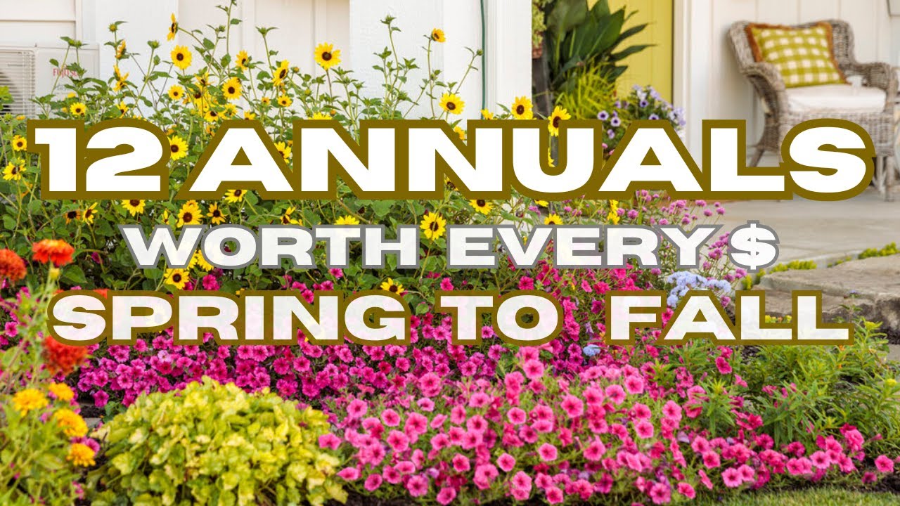 Annuals Worth Every $ Spent | Elevate Your Garden With These 12 Stunning Annual Plants |