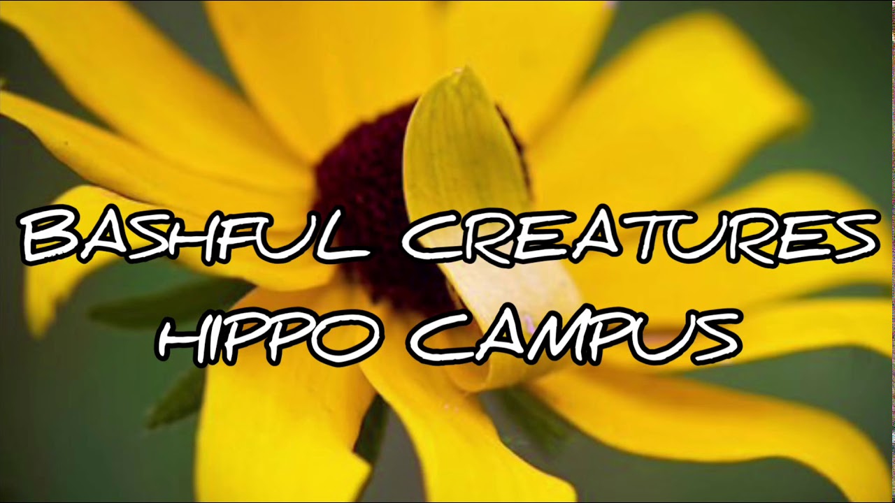 Bashful Creatures (lyrics) -Hippo Campus
