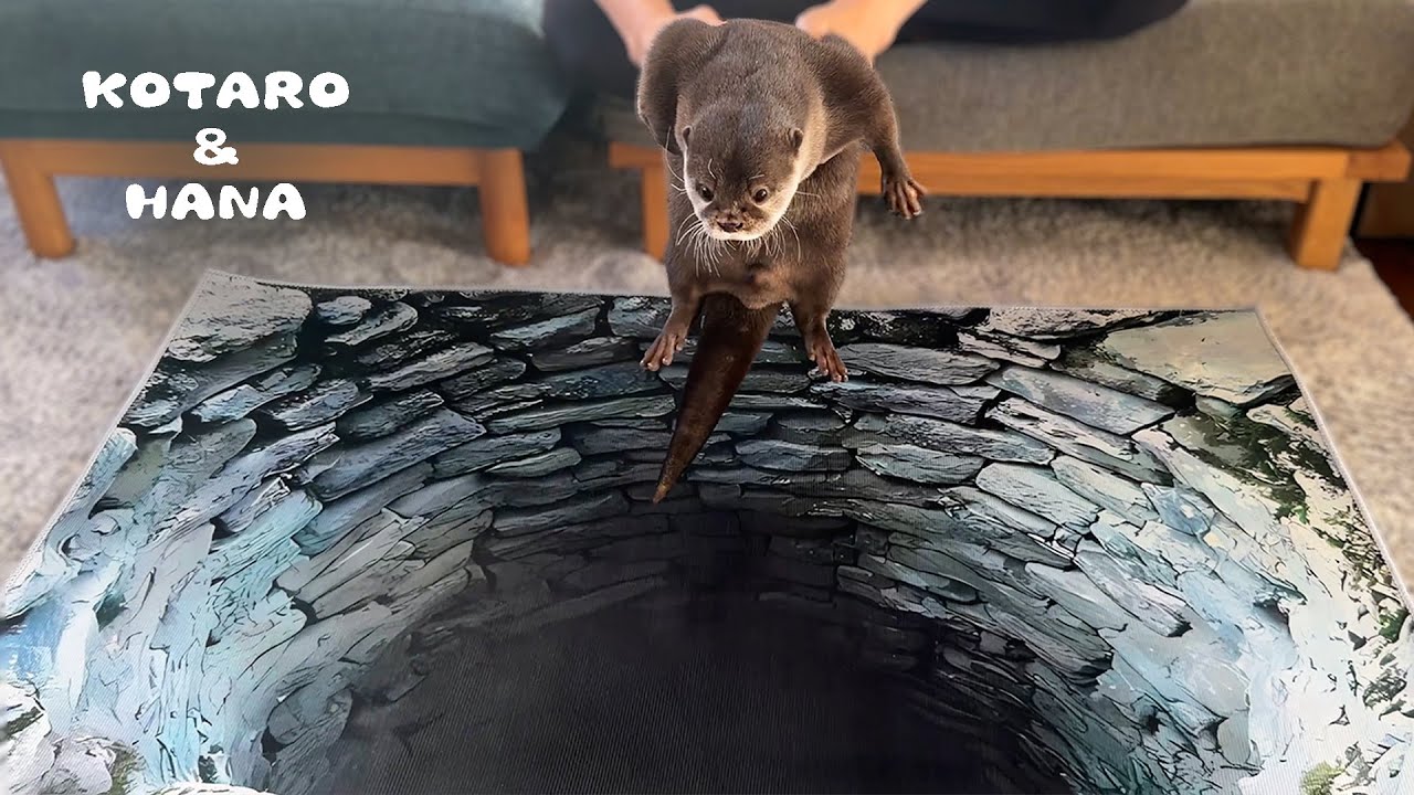 Смогут ли умные выдры распознать оптические иллюзии?