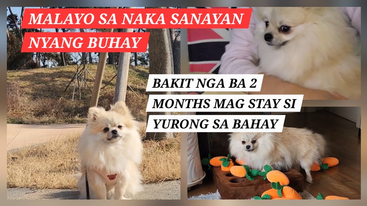 BAKIT NGA BA 2 MONTHS MAG STAY SI YURONG SA BAHAY