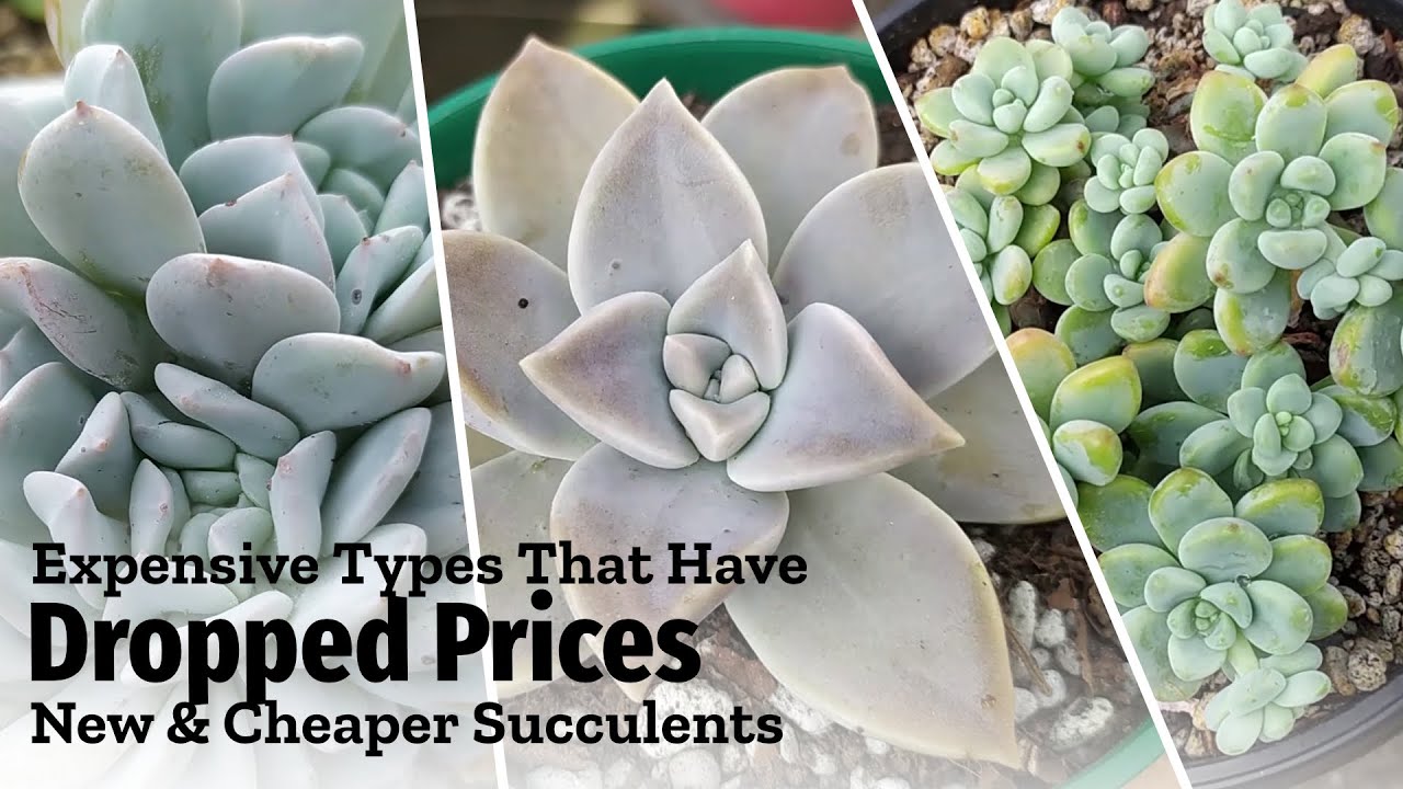 Expensive Succulents That Are Now CHEAPER (New Varieties)