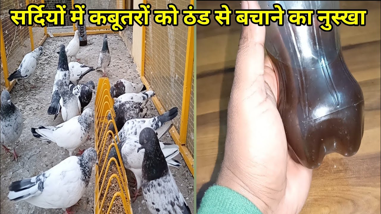 How to care Pigeon in winter season | सर्दियों में कबूतरों को ठंड लगने से कैसे बचाये
