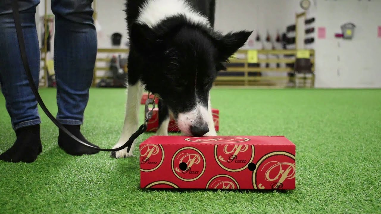 Hundsporter, exempel p&aring; hundsporter att ut&ouml;va.