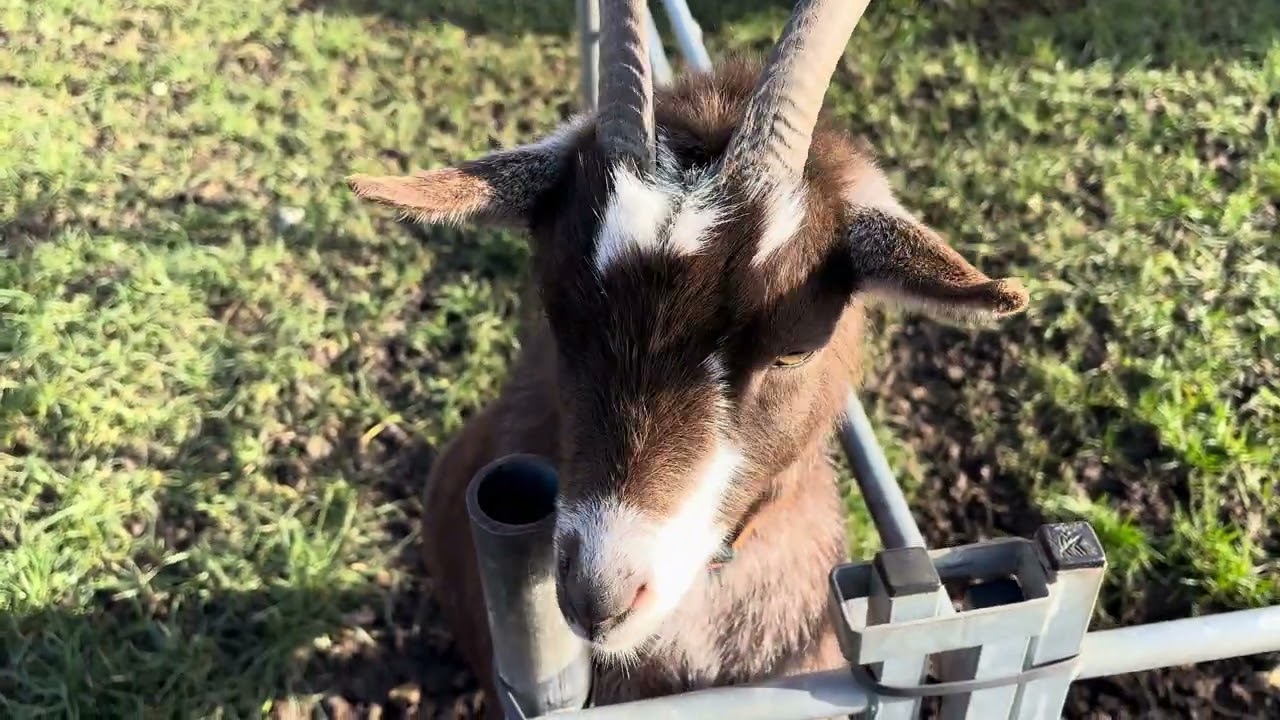 Goats at Hall Farm Park South Kelsey 31/01/2026