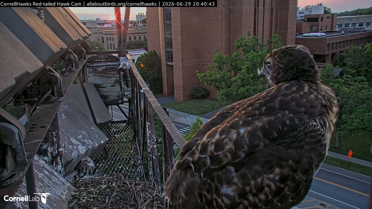 ‼️FLEDGE ALERT‼️ Final #CornellHawks Nestling Fledges Just Before Sunset | June 29, 2026