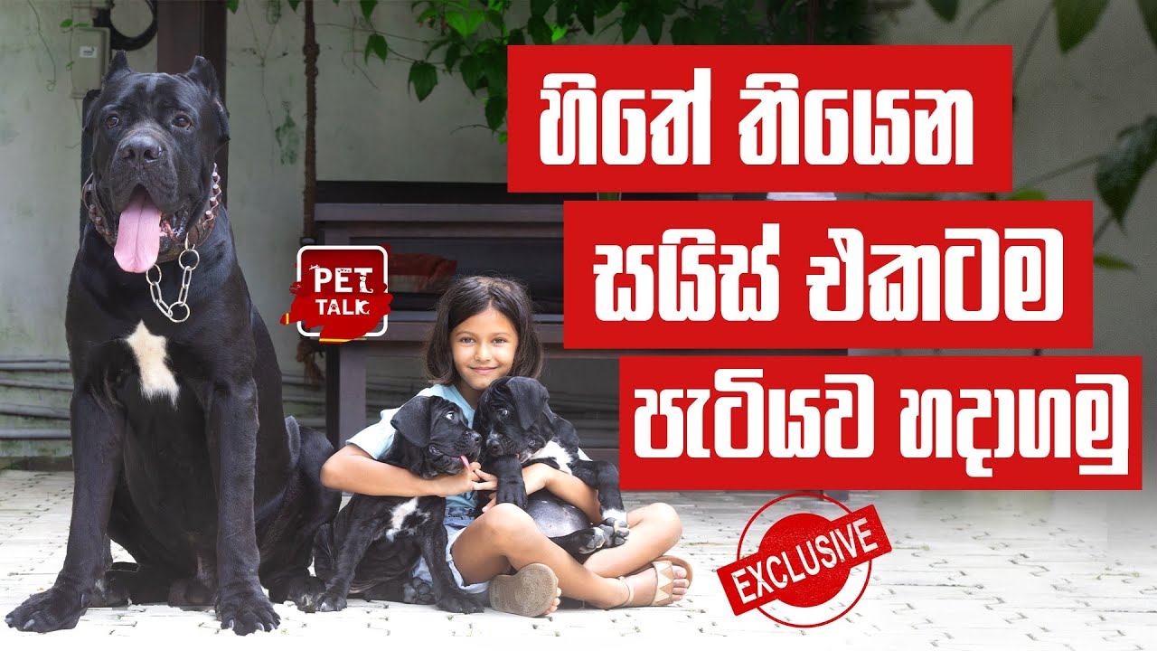 කවදාවත් විටමින් කැල්සියම් දීලා නෙවෙයි මෙච්චර ලොකු කලේ | Pet Talk | Cane Corso